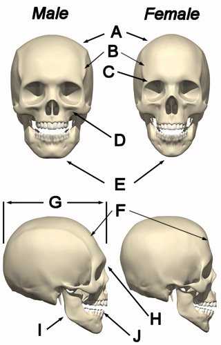 skull1